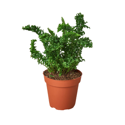 Emina' Fern - 4" Pot