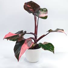 Philodendron 'Pink Princess'