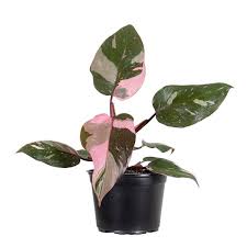 Philodendron 'Pink Princess'