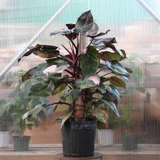 big pink princess philodendron Philodendron 'Pink Princess' – T&T Plants and Things