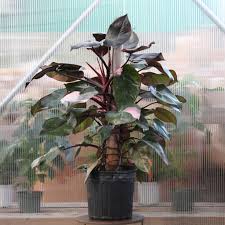 Philodendron 'Pink Princess'