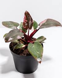 Philodendron 'Pink Princess'