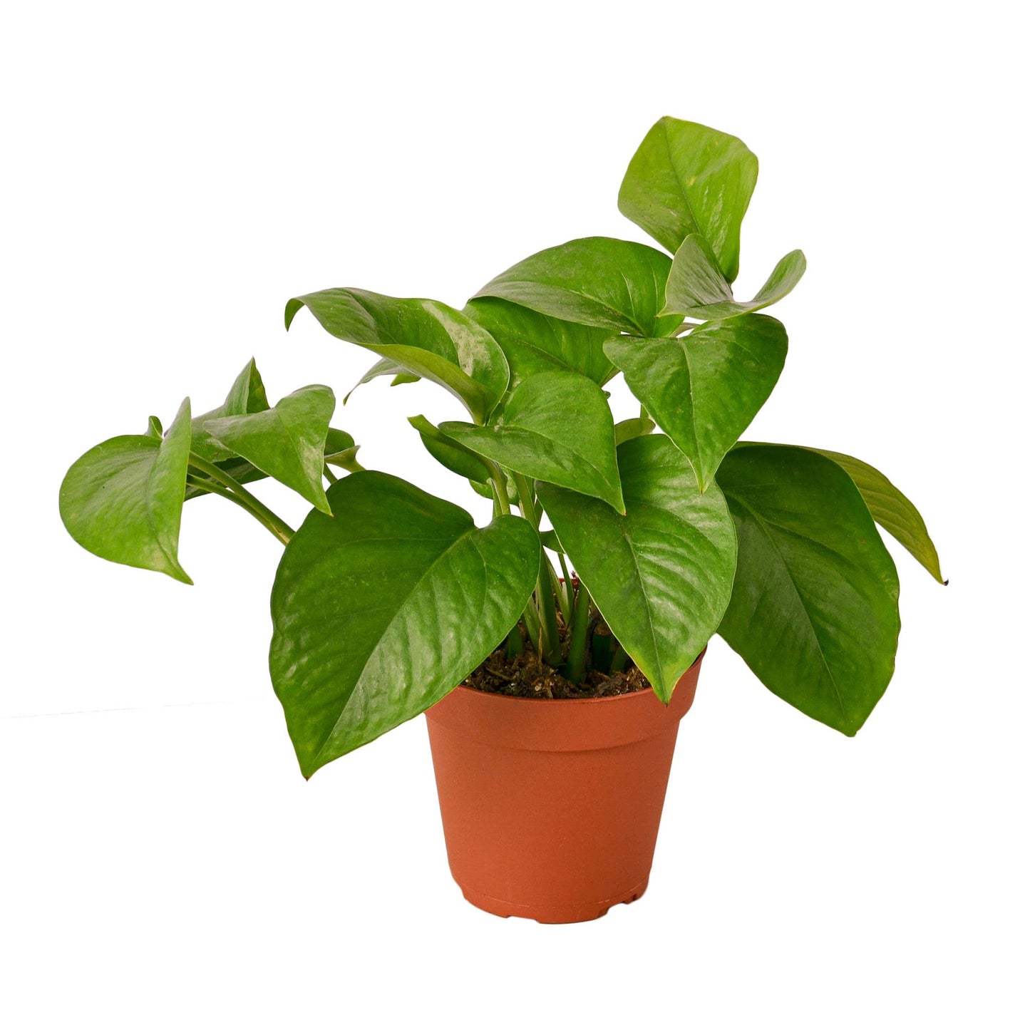 Pothos 'Green Queen'