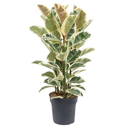 Ficus Elastica 'Tineke'