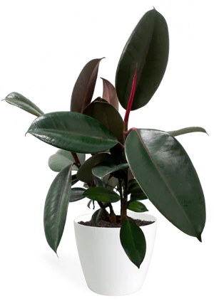 Ficus Elastica 'Burgundy'