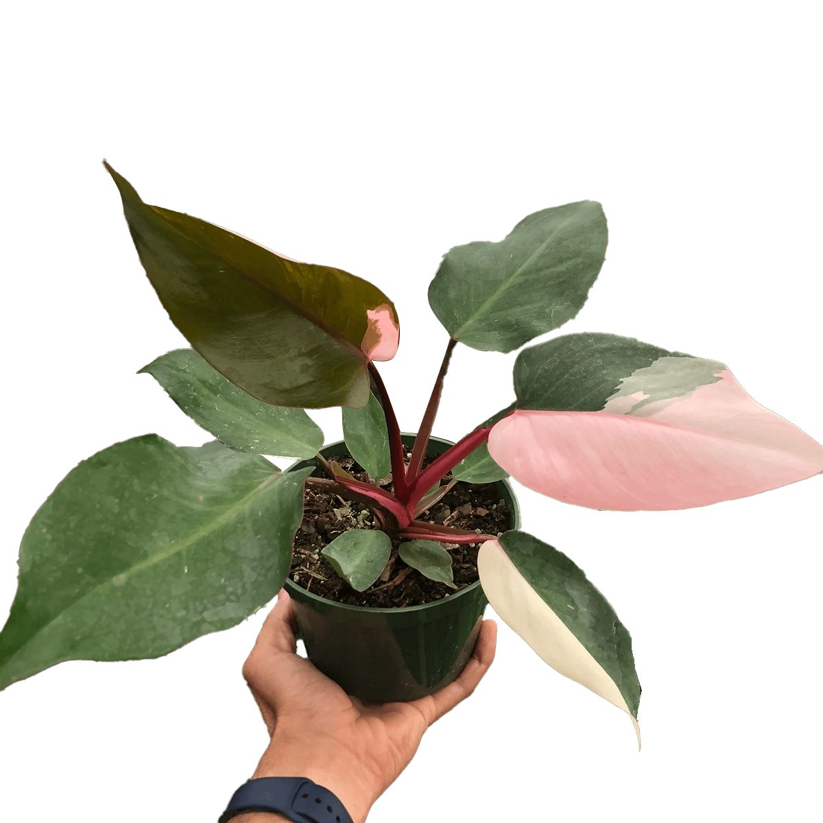 Philodendron 'Pink Princess'