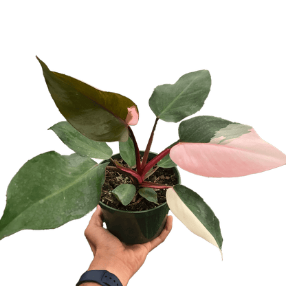 Philodendron 'Pink Princess'