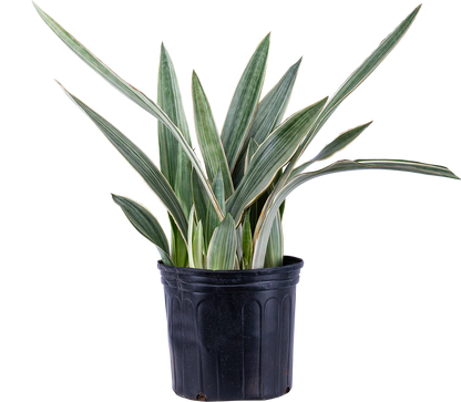 sayuri snake plant Snake Plant 'Sayuri' – T&T Plants and Things
