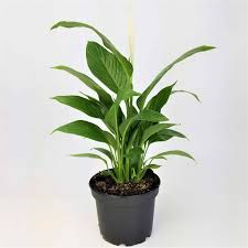 Spathiphyllum 'Peace Lily'