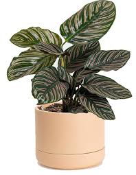 Calathea 'Ornata'