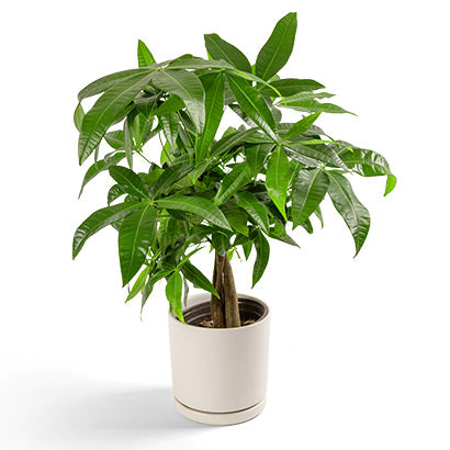 chestnut plant indoor Money Tree 'Guiana Chestnut' Pachira Braid – T&T Plants and Things