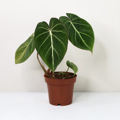 zebra philodendron Philodendron Gloriosum 'Zebra' – T&T Plants and Things