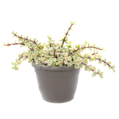 bush type succulents Succulent 'Elephant Bush' – T&T Plants and Things