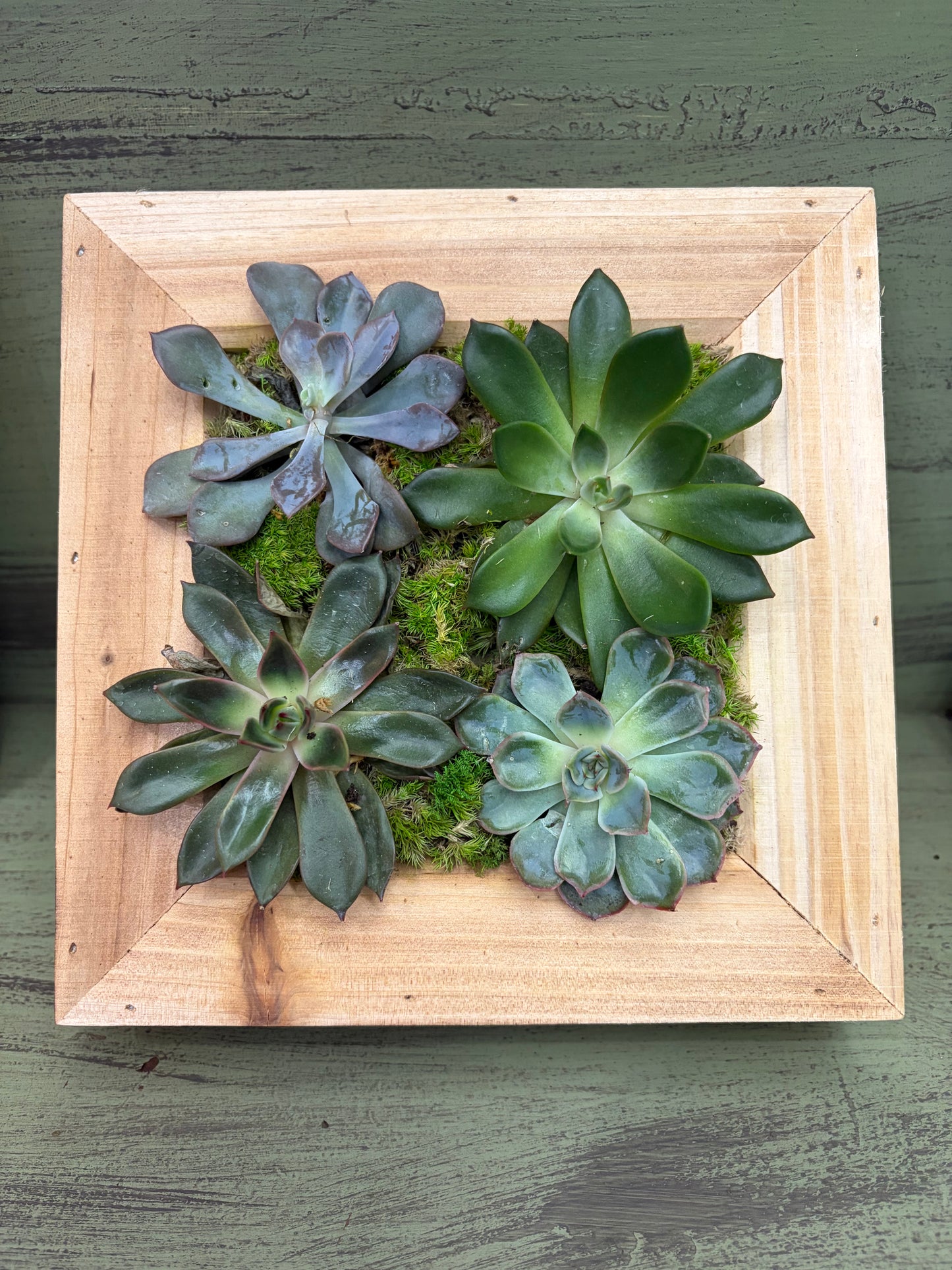 Succulent Wall Box Class: Jan. 13th 2027