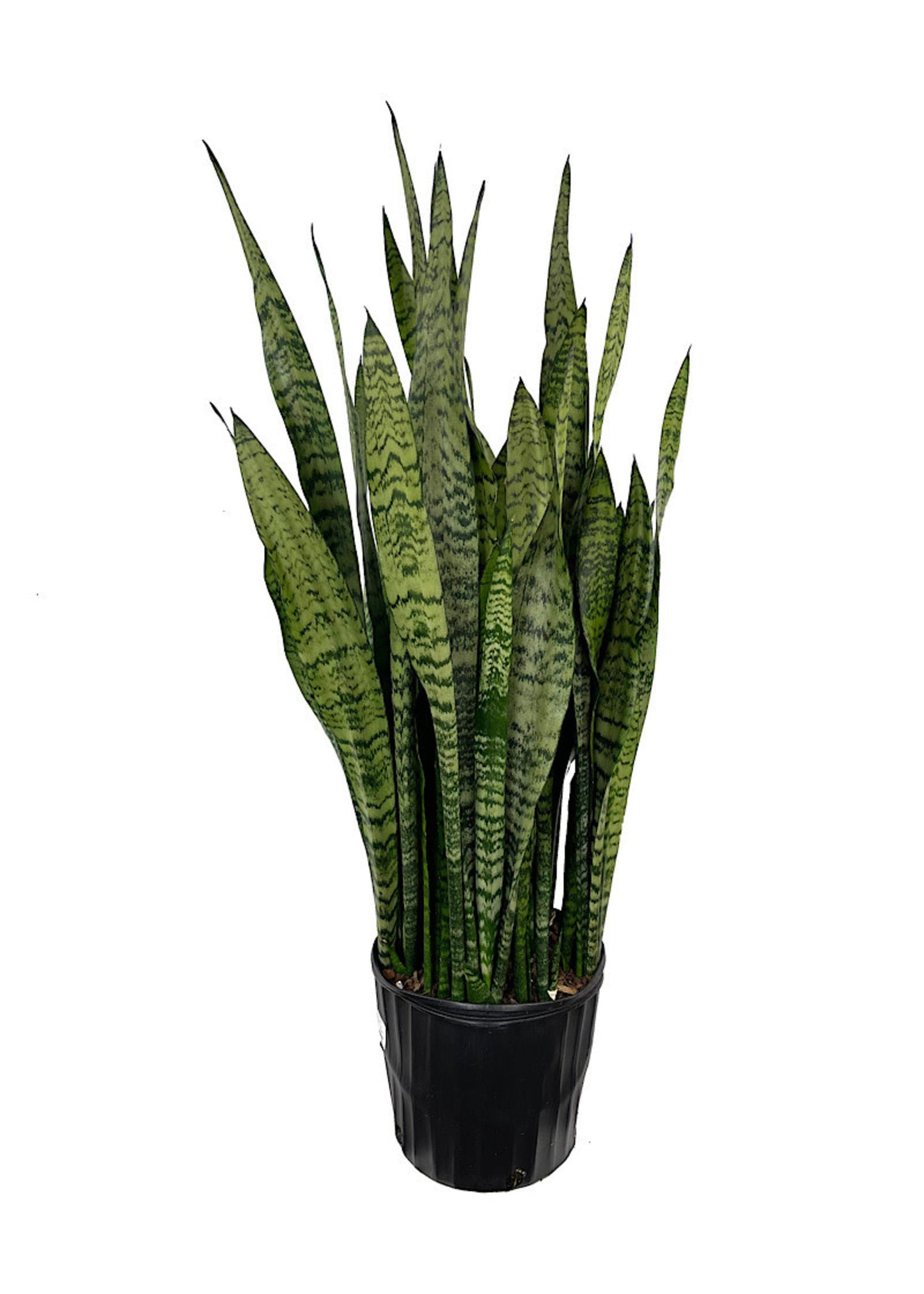 Snake Plant 'Zeylanica'