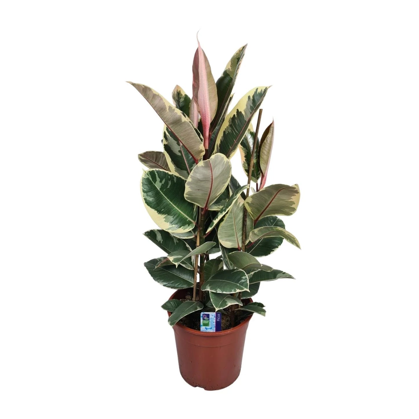 Ficus Elastica 'Tineke'